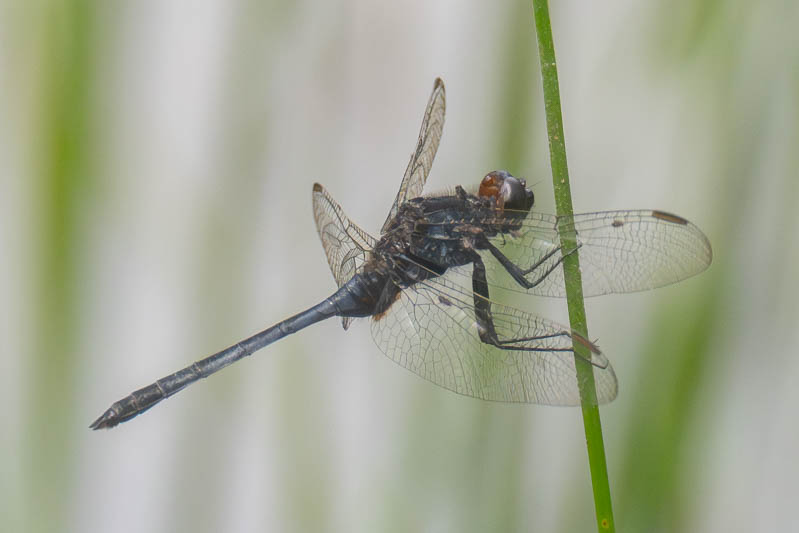 Erythemis plebeja (Pin-tailed Pondhawk) male-3.jpg